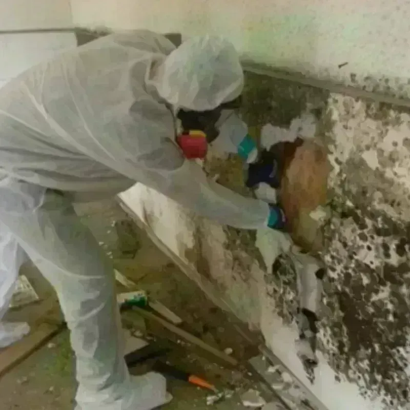 Mold Remediation and Removal in Edgecombe County, NC